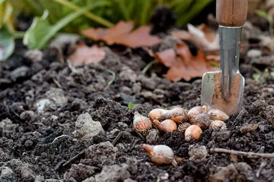 Bloembollen planten
