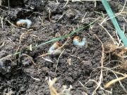 Engerlingen veroorzaken kale plekken in het gazon Engerlingen veroorzaken kale plekken in het gazon