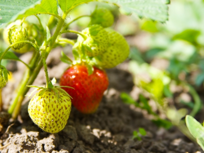 Aardbeien Aardbeien