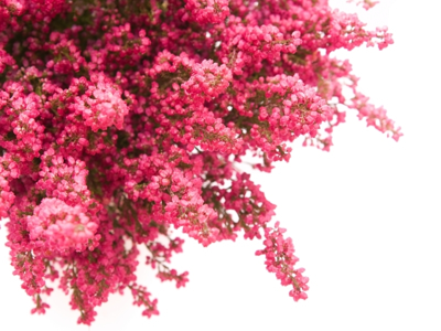 Heidetuin Heidetuin
