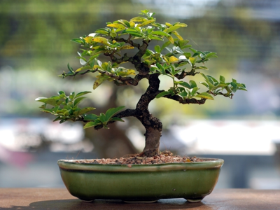 Bonsai Bonsai
