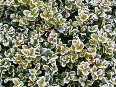 Buxus in de winter Buxus in de winter
