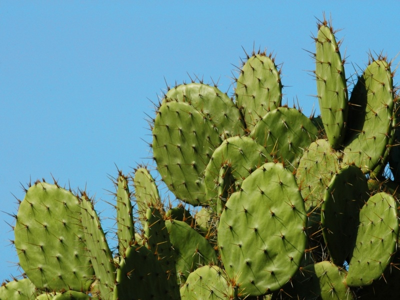 Cactussen en vetplanten Cactussen en vetplanten
