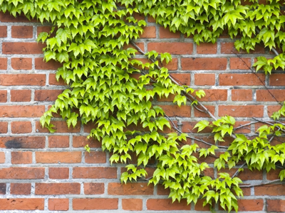 Klimplanten Klimplanten