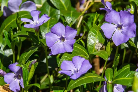 Favoriete vroege voorjaarsbloeiers