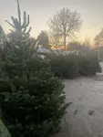 Kerstbomen