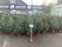 Kerstbomen