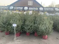 Kerstbomen