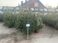 Kerstbomen