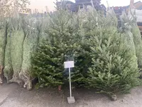 Kerstbomen