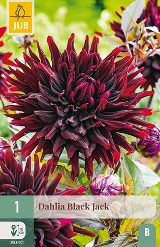 1 dahlia black jack
