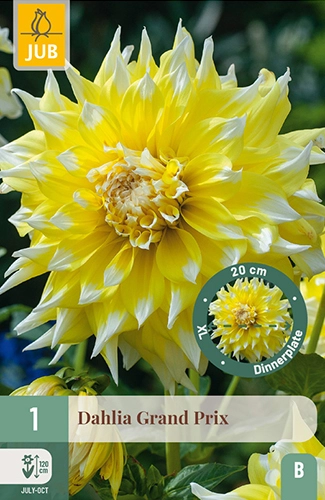 1 dahlia grand prix