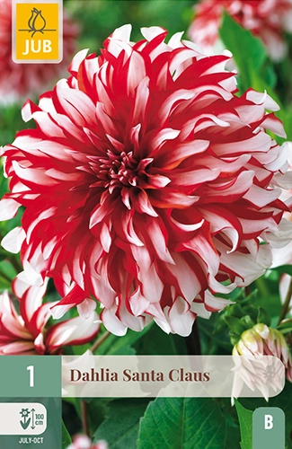 1 dahlia santa claus