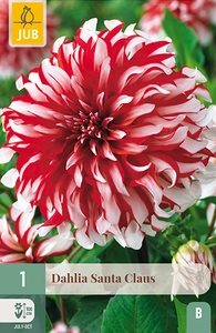 1 dahlia santa claus