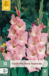 10 gladiolus rose supreme