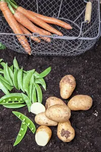 Aardappel - pomme de terre 'Alouette' ZAKJE 12ST. - afbeelding 5