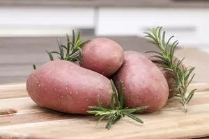 Aardappel - pomme de terre 'Désirée' ZAKJE 12ST. - afbeelding 2