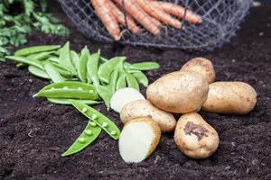 Aardappel - pomme de terre 'Texla' ZAKJE 12ST. - afbeelding 4