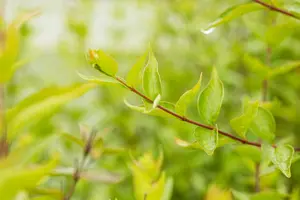 Abelia chinensis 'Autumn Festival'® 25- 30   C - afbeelding 2