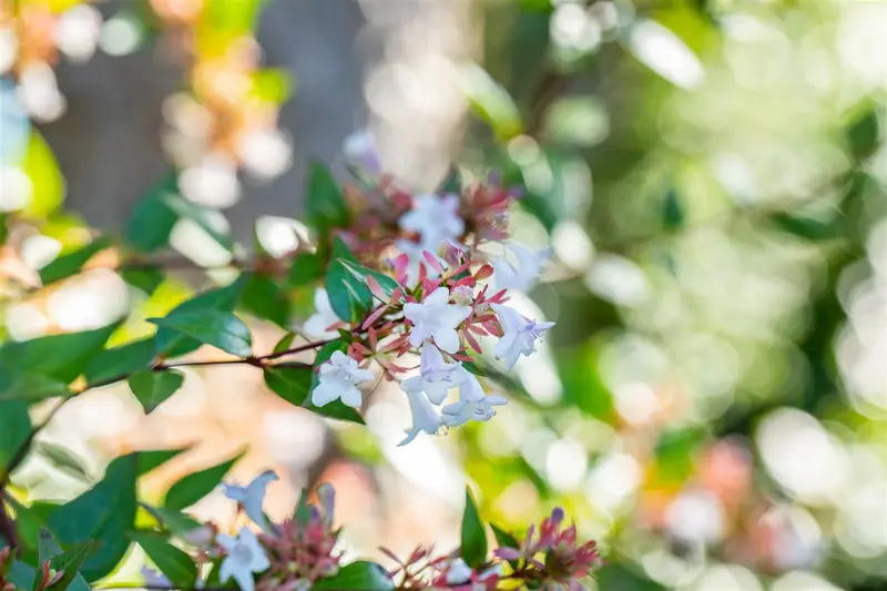 Abelia chinensis 'Autumn Festival'® 25- 30   C - afbeelding 4