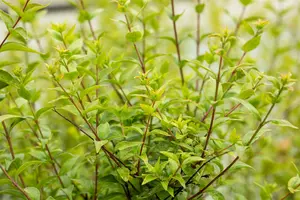 Abelia chinensis 'Autumn Festival'® 30- 40   C4 - afbeelding 3