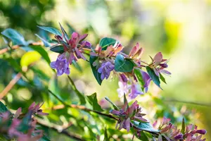 Abelia 'Edward Goucher' 80-100   C15 PYR. - afbeelding 4