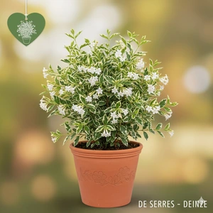 Abelia grandiflora 'Lucky Lots'(s) C (25- 30)