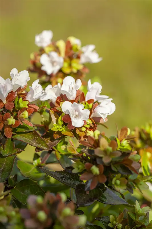 Abelia grandiflora OP REK 180X110 C60 - afbeelding 4