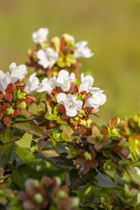 Abelia grandiflora OP REK 180X110 C60 - afbeelding 4