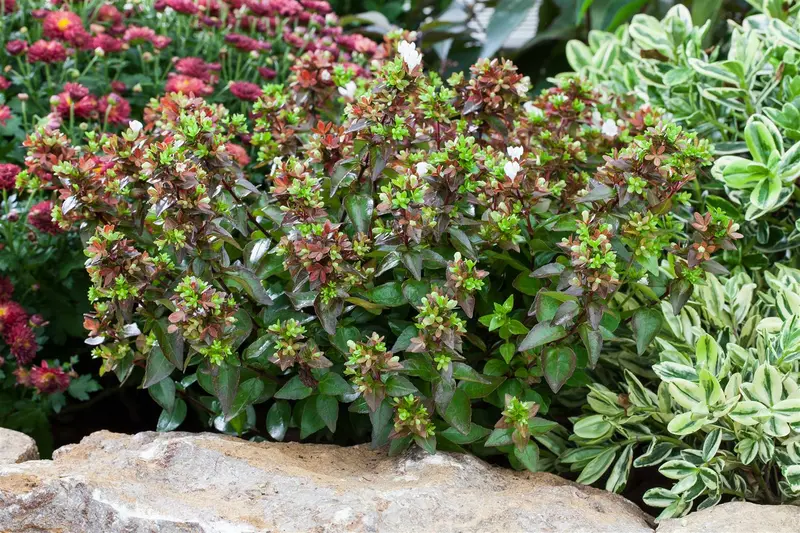 Abelia grandiflora OP REK 180X110 C60 - afbeelding 2