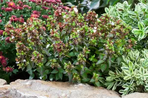 Abelia grandiflora OP REK 180X110 C60 - afbeelding 2