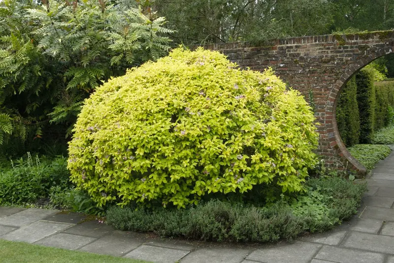 Abelia grandiflora OP REK 180X110 C60 - afbeelding 5