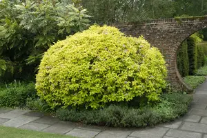 Abelia grandiflora OP REK 180X110 C60 - afbeelding 5