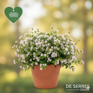 Abelia grandiflora 'Prostrata' C10 (40- 50)