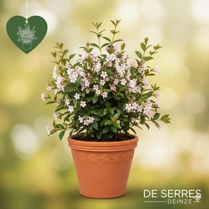 Abelia grandiflora 'Sherwood' C (25- 30)