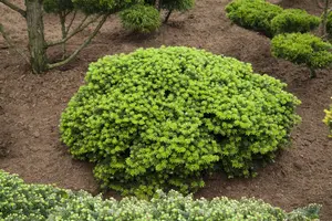 Abies kor. 'Brilliant' 35- 40   C18