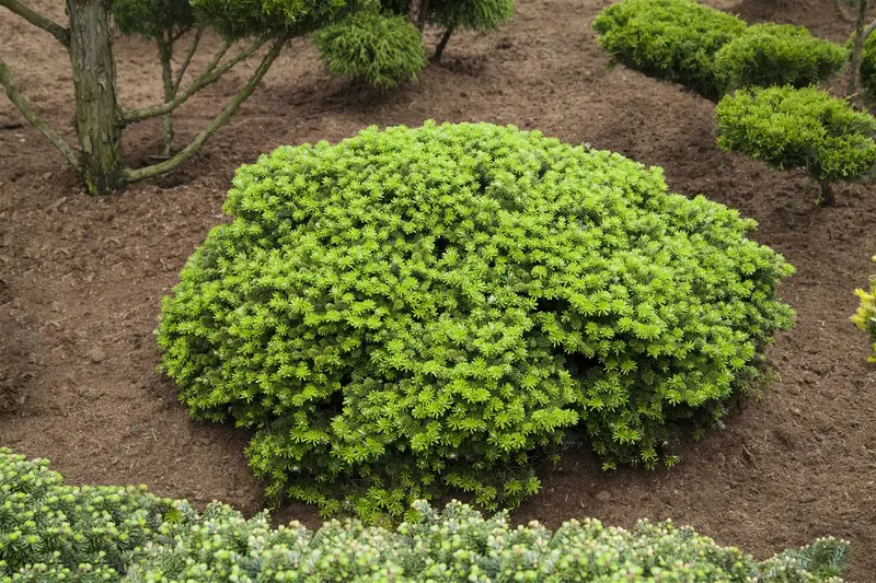 Abies kor. 'Brilliant' 40- 50   C20 - afbeelding 1