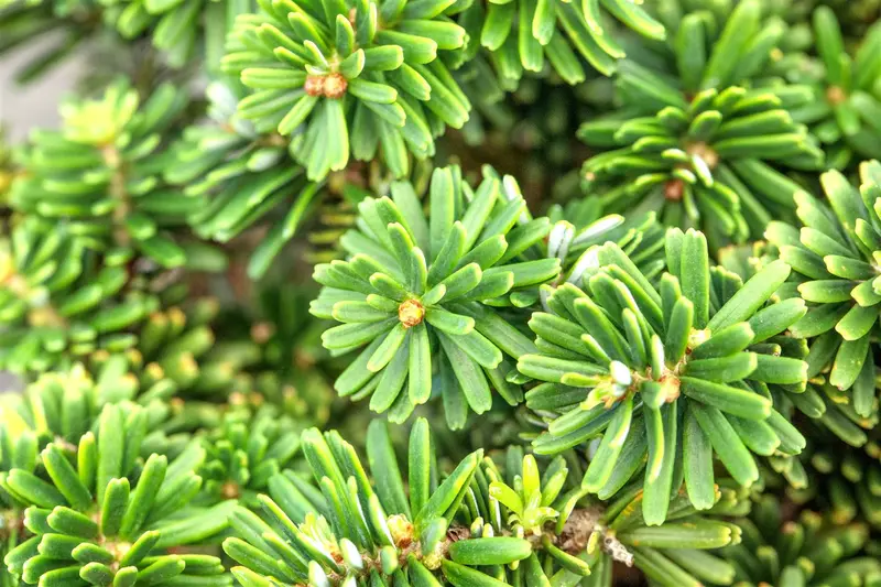 Abies kor. 'Brilliant' 50- 60 C25 - afbeelding 5