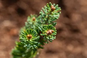 Abies kor. 'Brilliant' 50- 60 C25 - afbeelding 2