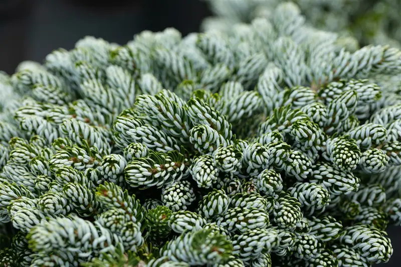 Abies kor. 'Kohout's Icebreaker'® STAM/ 10 C6 BOL 25/30 - afbeelding 2