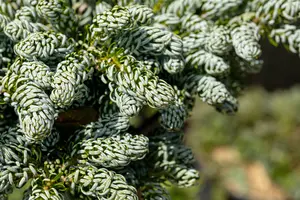 Abies kor. 'Kohout's Icebreaker'® STAM/ 10 C6 BOL 25/30 - afbeelding 4