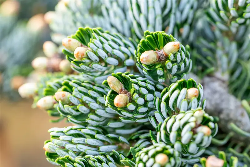 Abies kor. 'Kohout's Icebreaker'® STAM/ 10 C6 BOL 25/30 - afbeelding 5