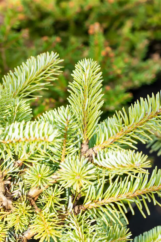 Abies kor. 'Tannja' 25- 30   C8 - afbeelding 2