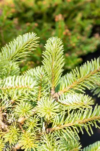 Abies kor. 'Tannja' 25- 30   C8 - afbeelding 2