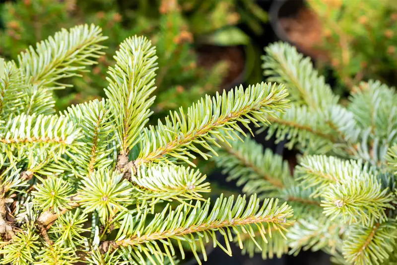 Abies kor. 'Tannja' 25- 30   C8 - afbeelding 1