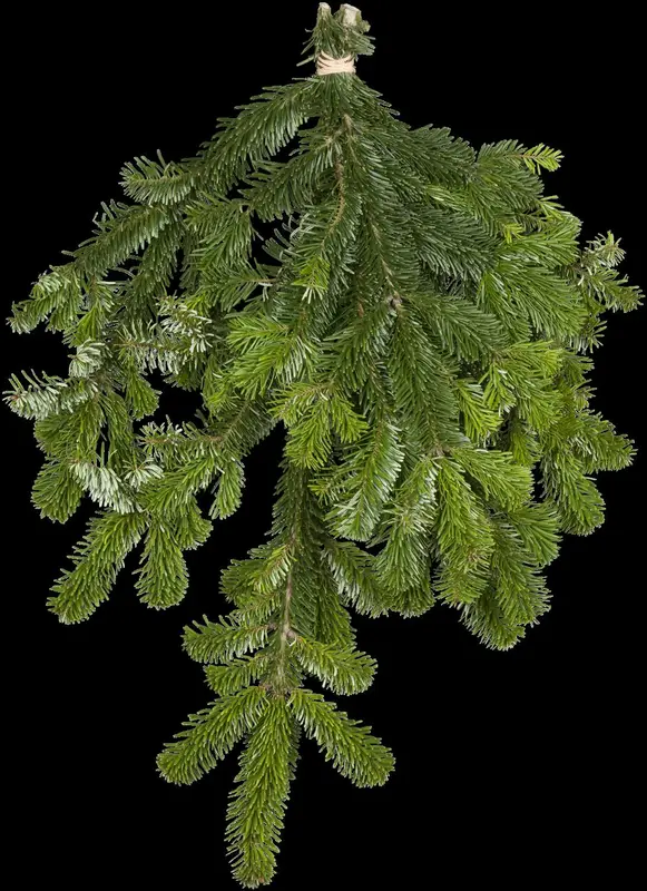 Abies nordm. 'Ambrolauri' 300-350   C500 - afbeelding 5