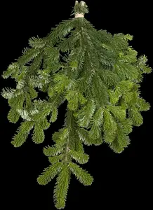 Abies nordm. 'Ambrolauri' 300-350   C500 - afbeelding 5