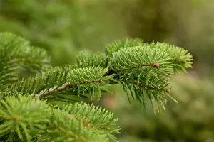 Abies nordm. 'Ambrolauri' 300-350   C500 - afbeelding 2