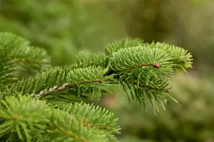 Abies nordmanniana 125-150   DKL - afbeelding 2