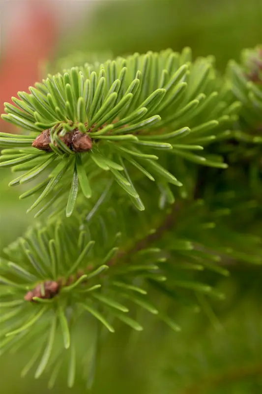 Abies nordmanniana 225-250   DKL - afbeelding 1